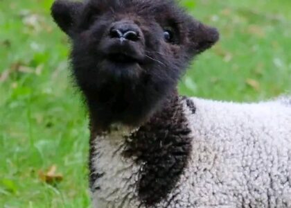 babydoll sheep as pets