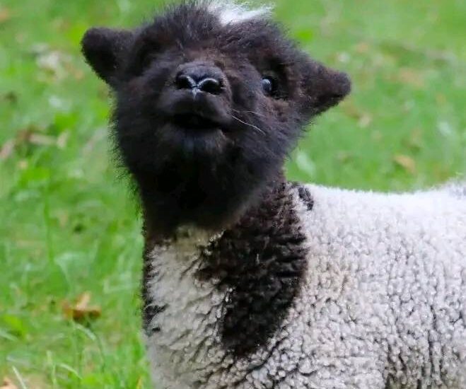 babydoll sheep as pets