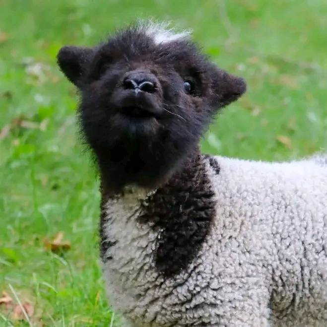 babydoll sheep as pets