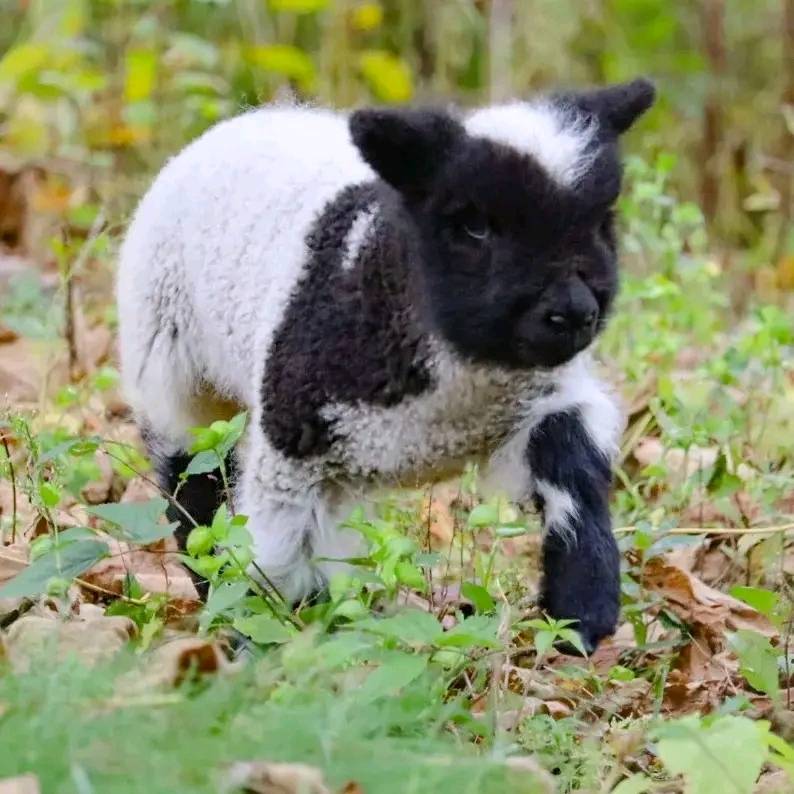 babydoll sheep as pets