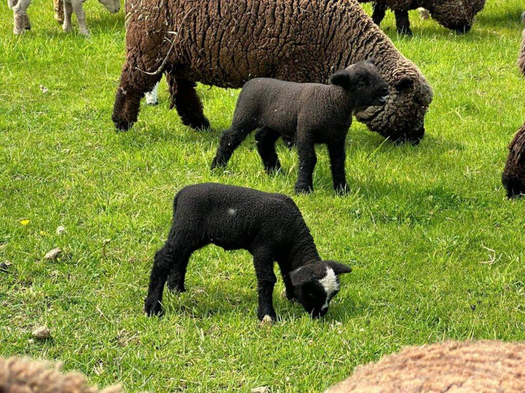 Babydoll Sheep Breeding Season