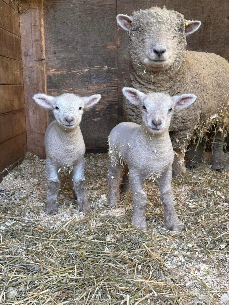 Babydoll Sheep Breeding Season