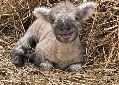 Babydoll Sheep Breeding Season