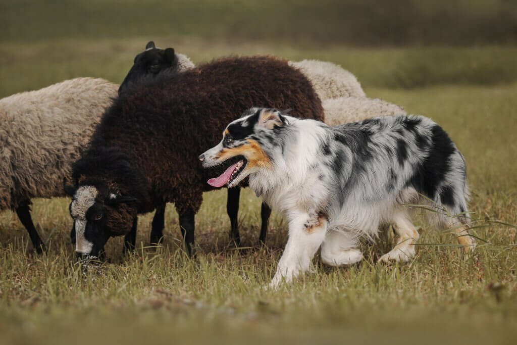 Babydoll Sheep and Dogs : The Perfect Pet Pair