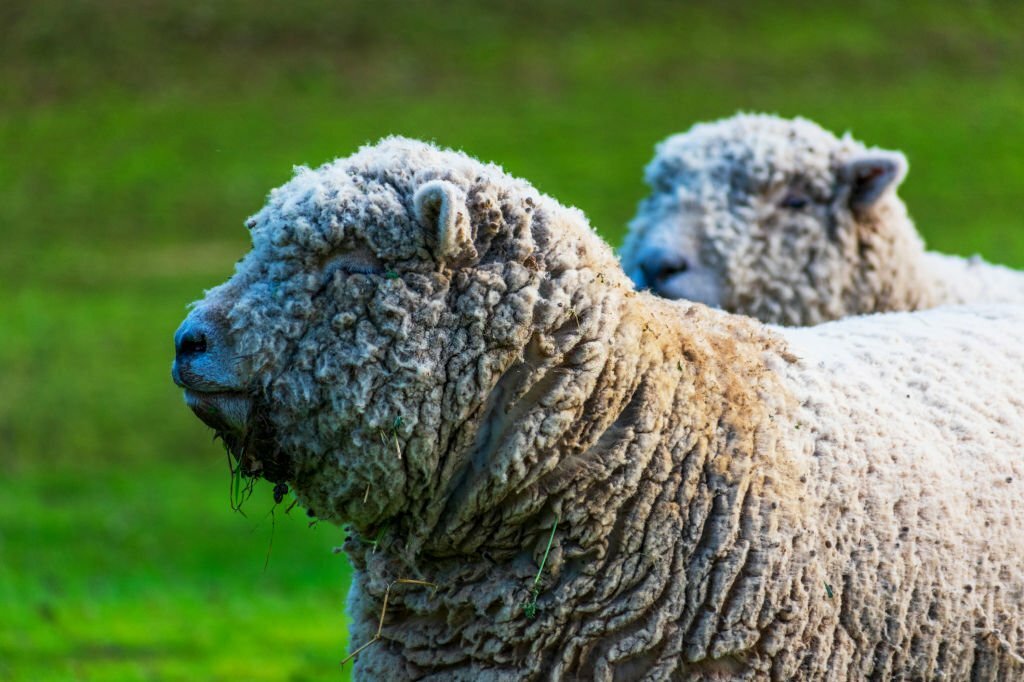 Babydoll Sheep Adult : Caring for Mature Sheep in Your Farmstead