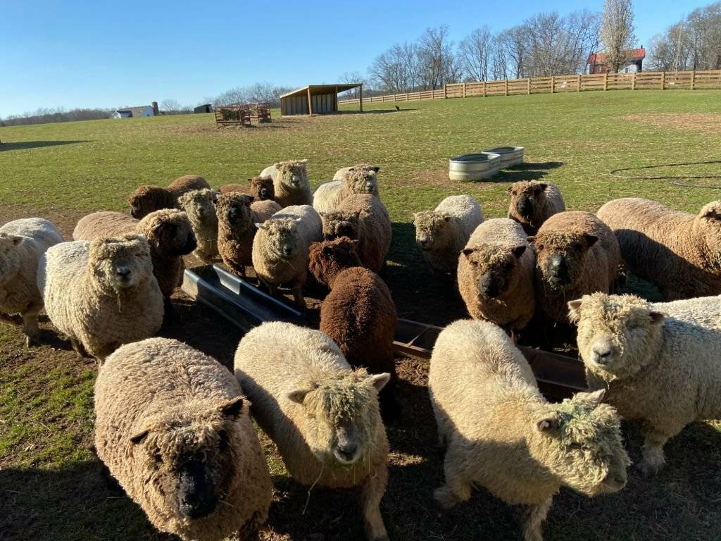 babydoll sheep