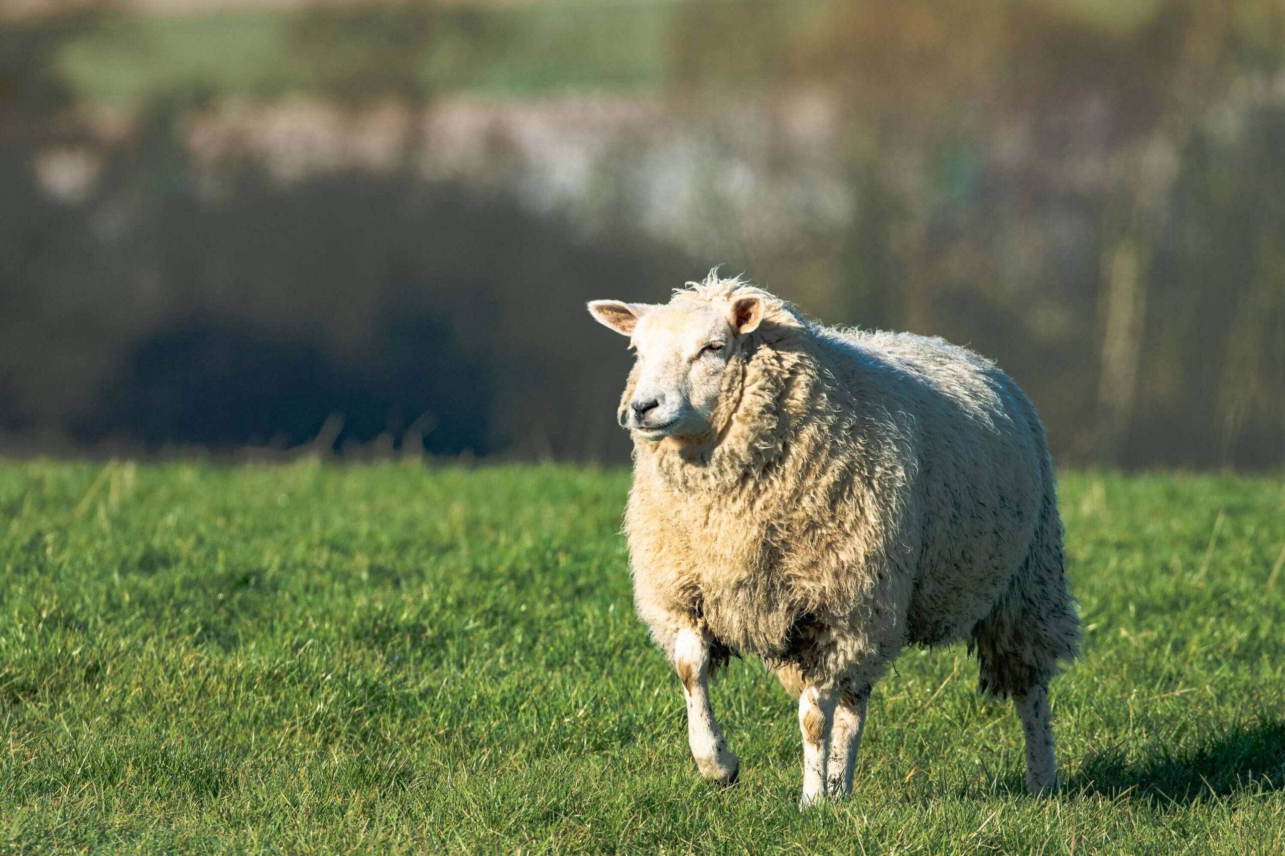 Babydoll Sheep as Pets: Unveiling the Furry Charm in Your Home