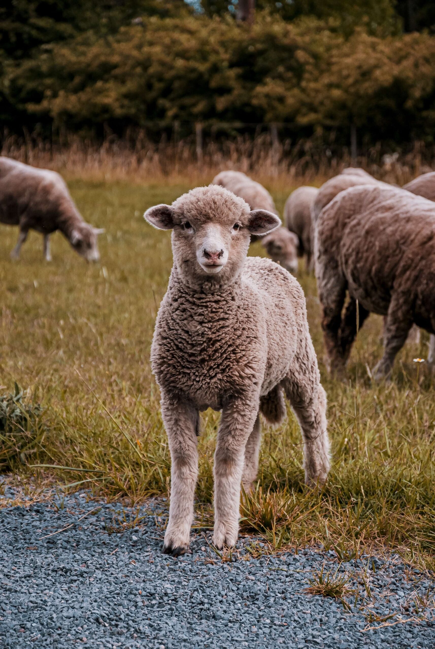 Babydoll Sheep as Pets: Unveiling the Furry Charm in Your Home
