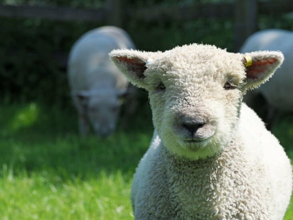 babydoll sheep lamb
