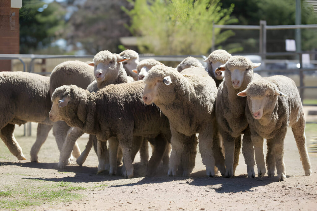 Babydoll Sheep Australia 