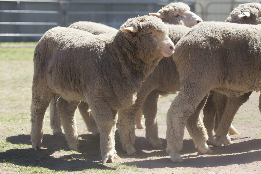 Babydoll Sheep Australia : Starting Your Farming Adventure