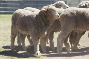 Babydoll Sheep Australia