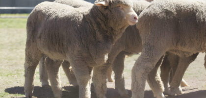 Babydoll Sheep Australia