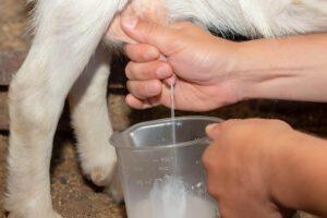 babydoll sheep milk