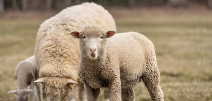 babydoll sheep wool