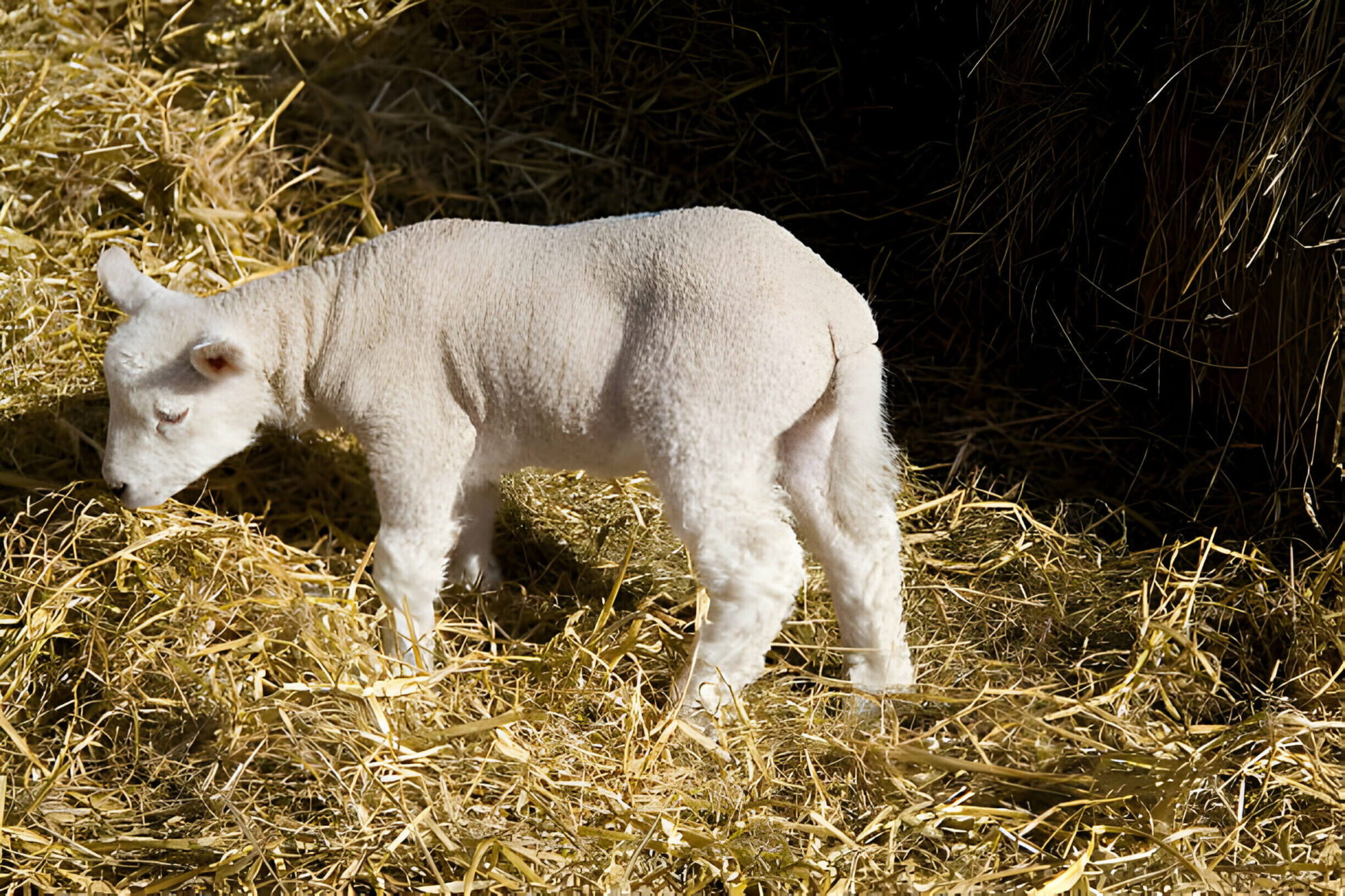 Babydoll Southdown Sheep : A Delightful Addition to Your Farm ...