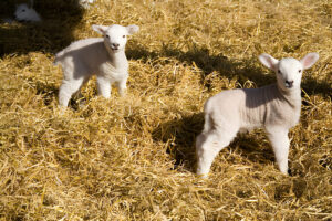 babydoll southdown sheep