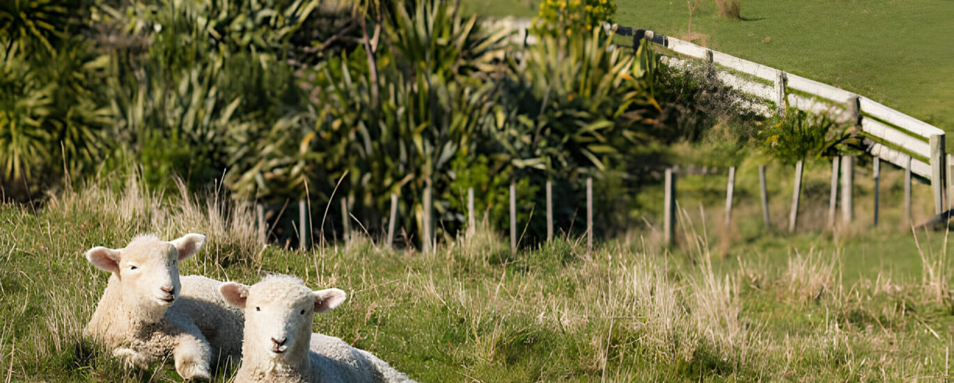 babydoll sheep near me