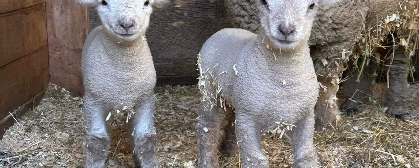 Babydoll Sheep Association