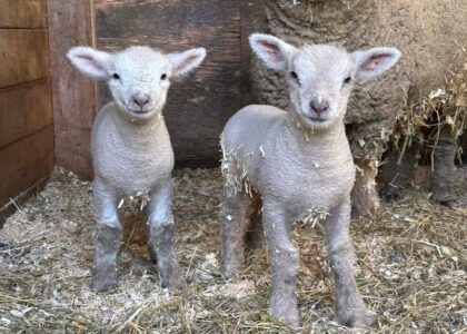 Babydoll Sheep Association