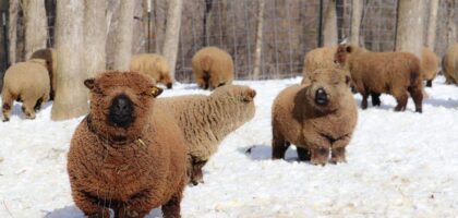 babydoll sheep farming