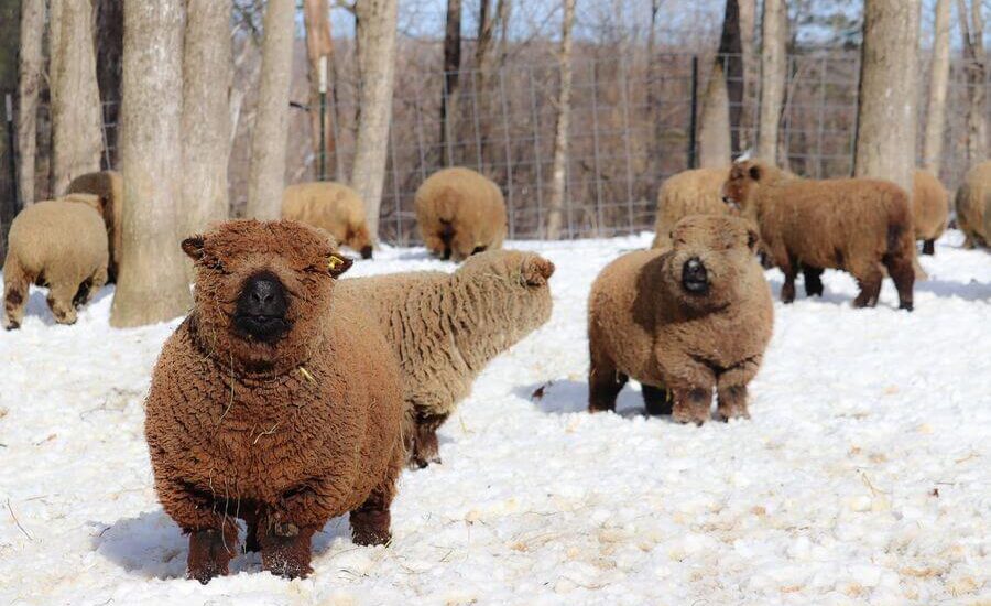 babydoll sheep farming