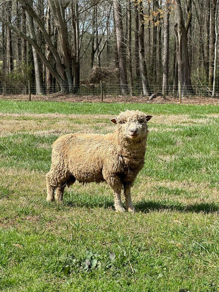 english babydoll sheep