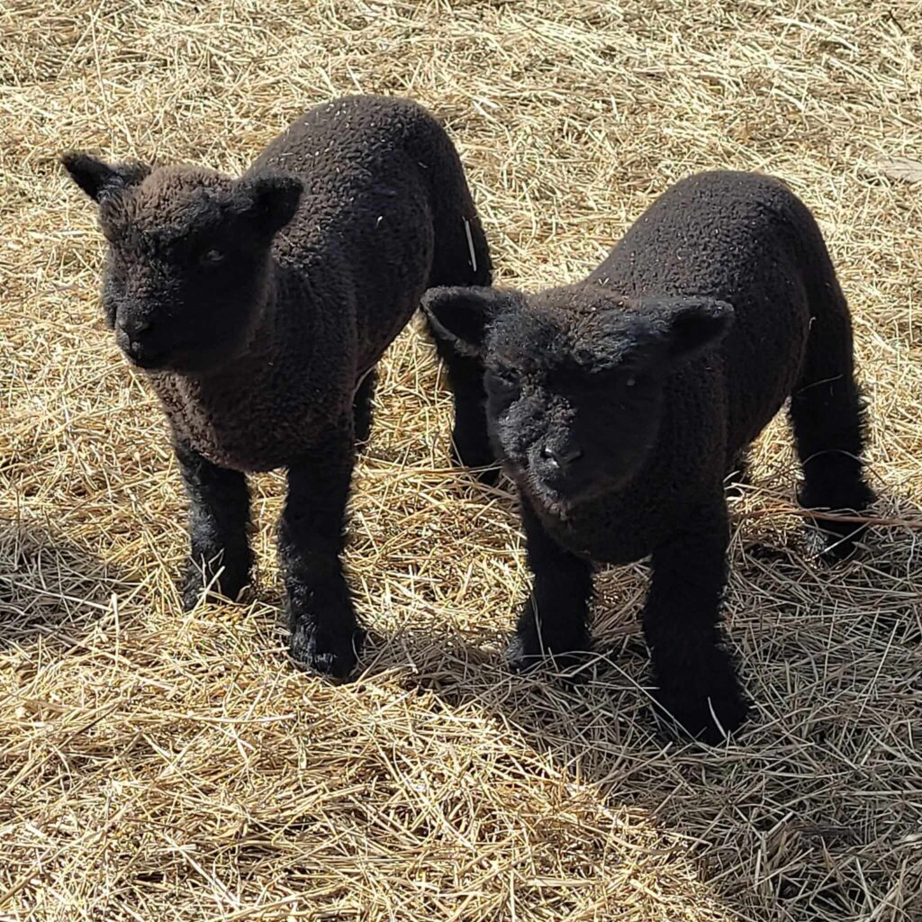 cute babydoll sheep